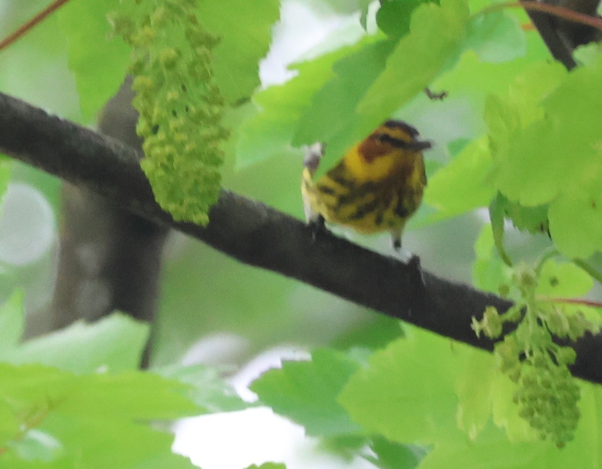 Cape May Warbler - ML618776335