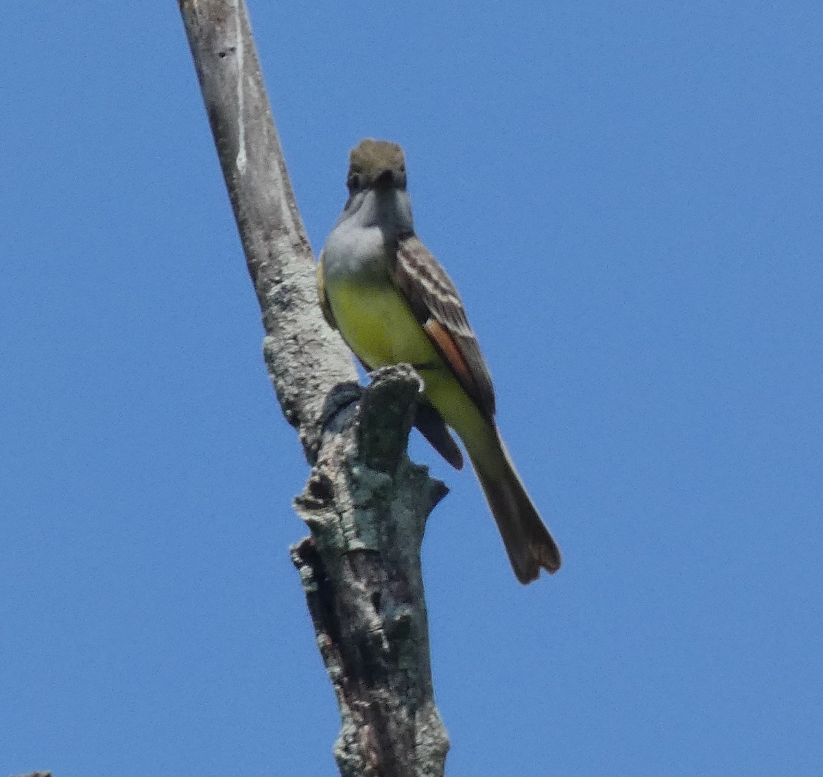 Great Crested Flycatcher - ML618776349
