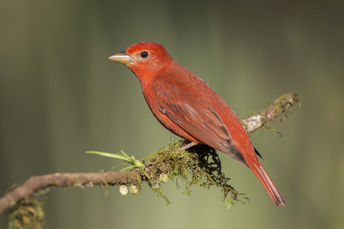 Summer Tanager - Giovanni Conca
