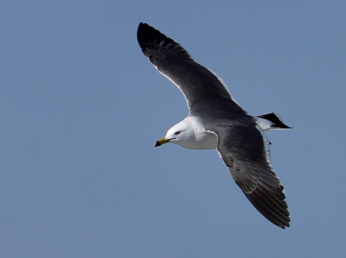Black-tailed Gull - Cliff Halverson