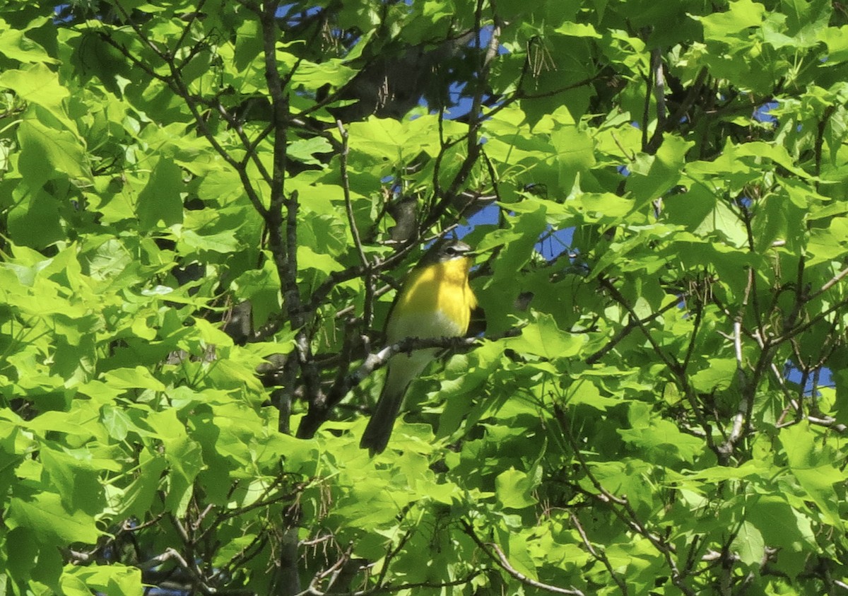 Yellow-breasted Chat - ML618776370
