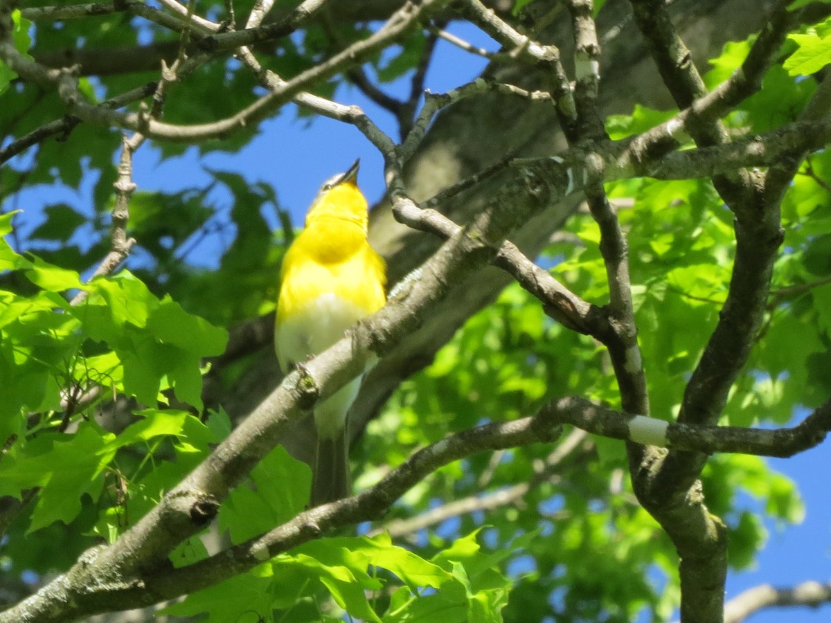 Yellow-breasted Chat - Norka Saldana