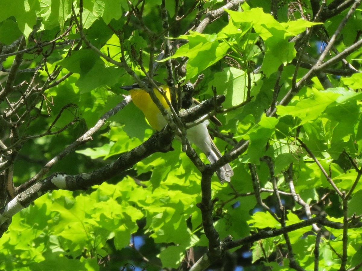 Yellow-breasted Chat - ML618776372