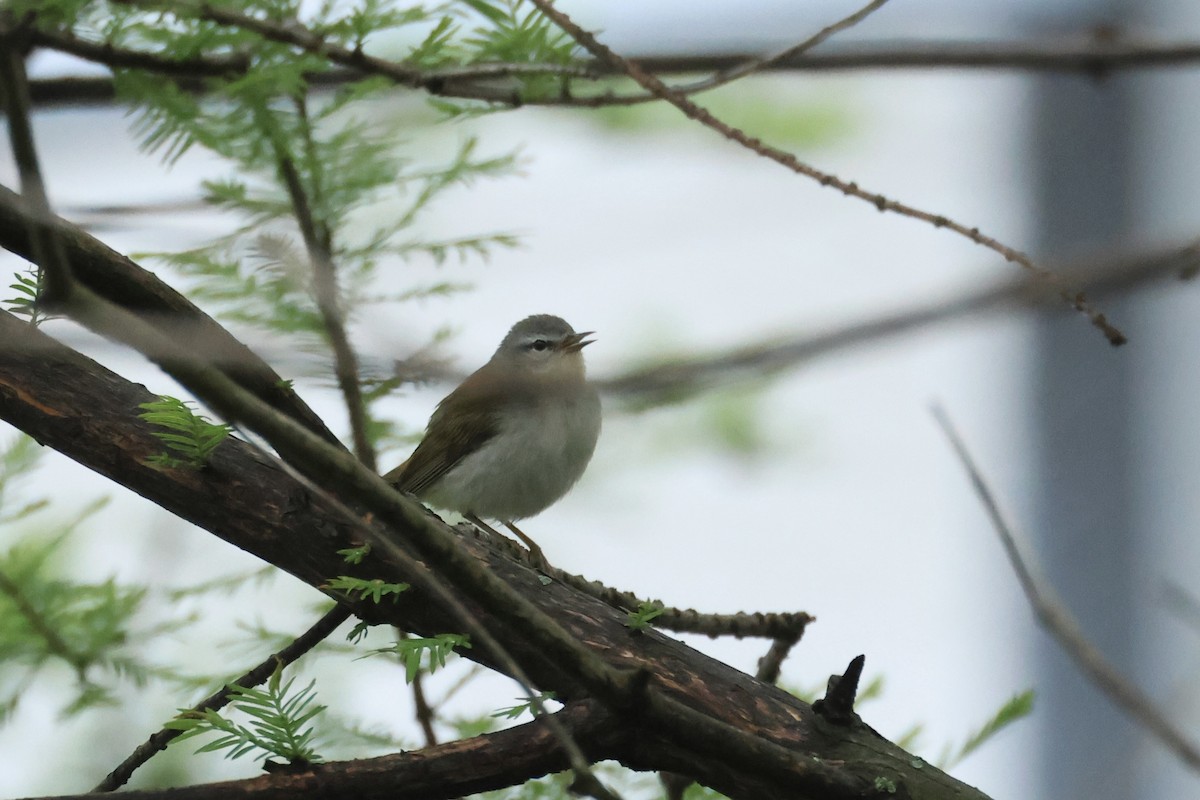 Tennessee Warbler - E R