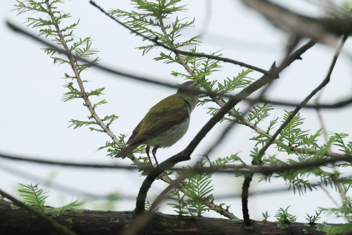 Tennessee Warbler - E R