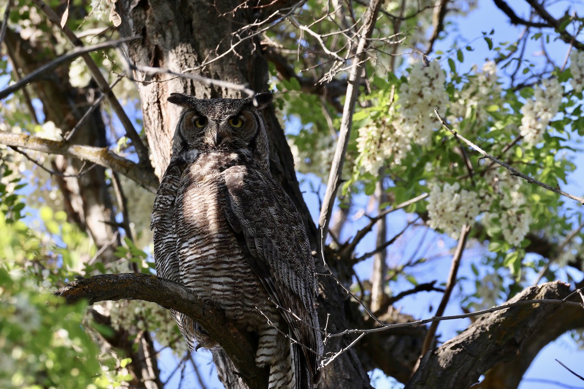Great Horned Owl - ML618776423