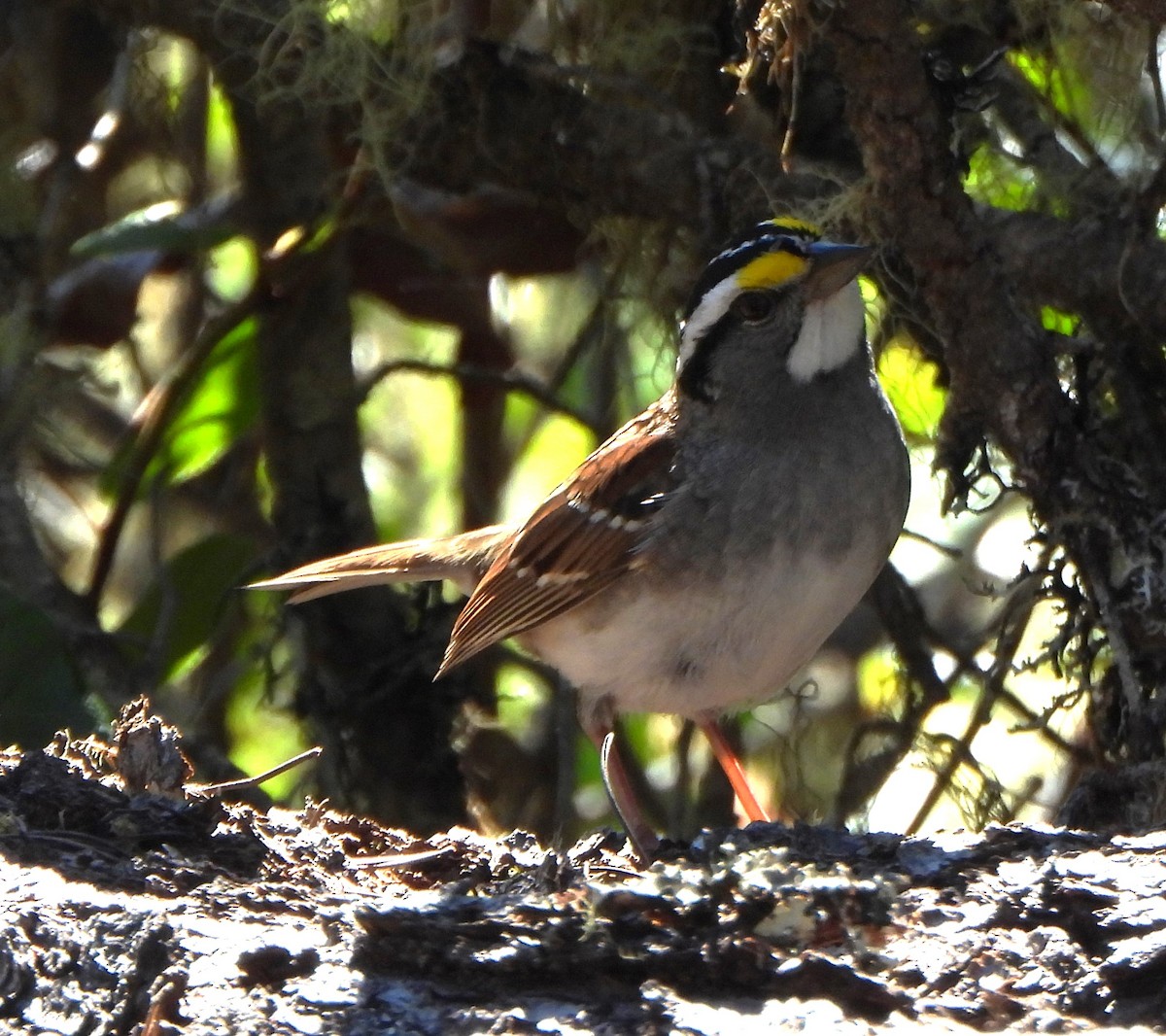 White-throated Sparrow - ML618776433
