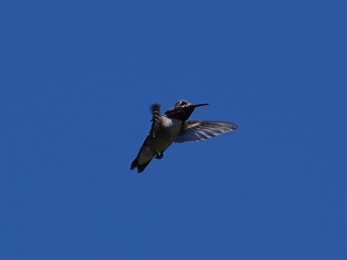 Calliope Hummingbird - ML618776437