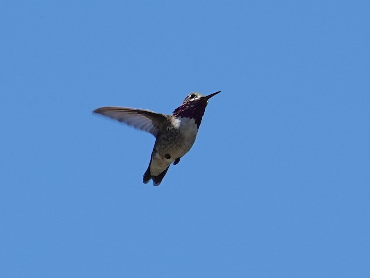 Calliope Hummingbird - ML618776441