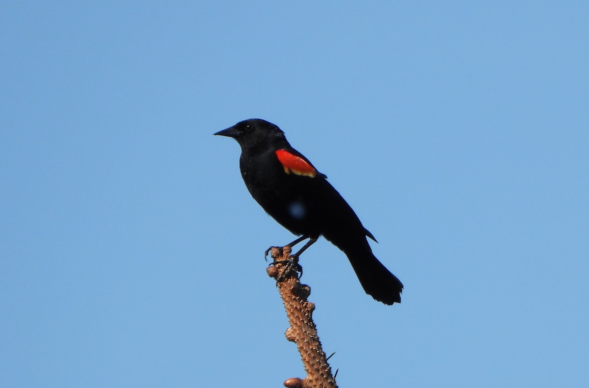 Red-winged Blackbird - ML618776446