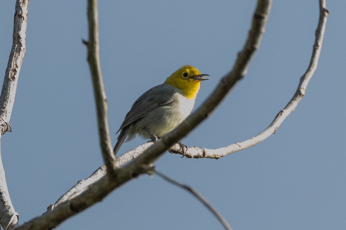 Yellow-headed Warbler - ML618776451