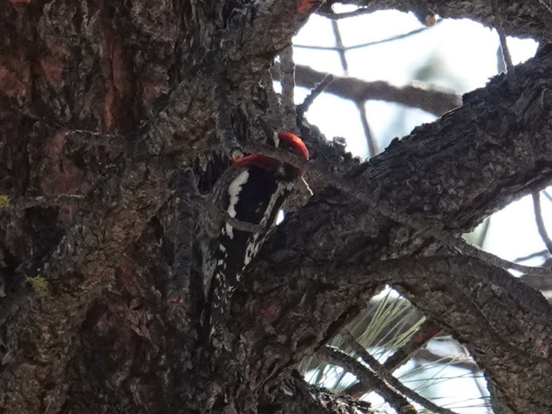 Red-breasted Sapsucker - ML618776459