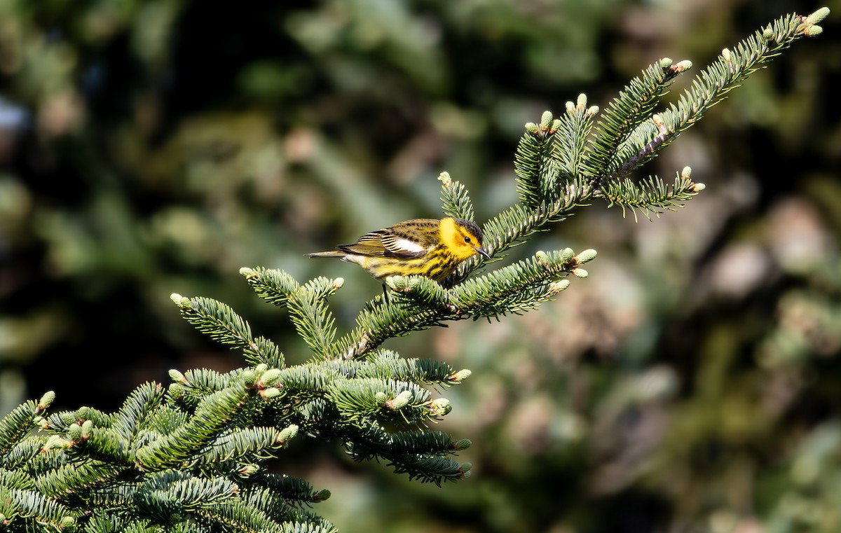 Cape May Warbler - ML618776465