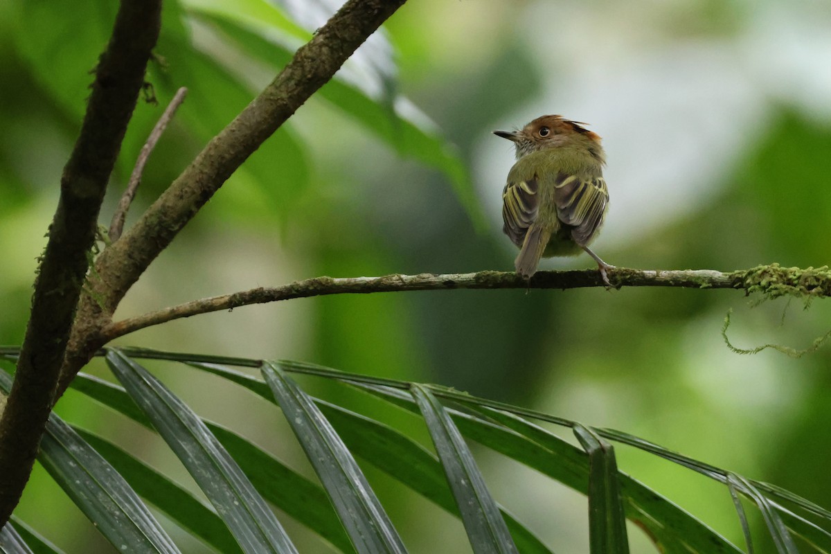 Scale-crested Pygmy-Tyrant - ML618776485