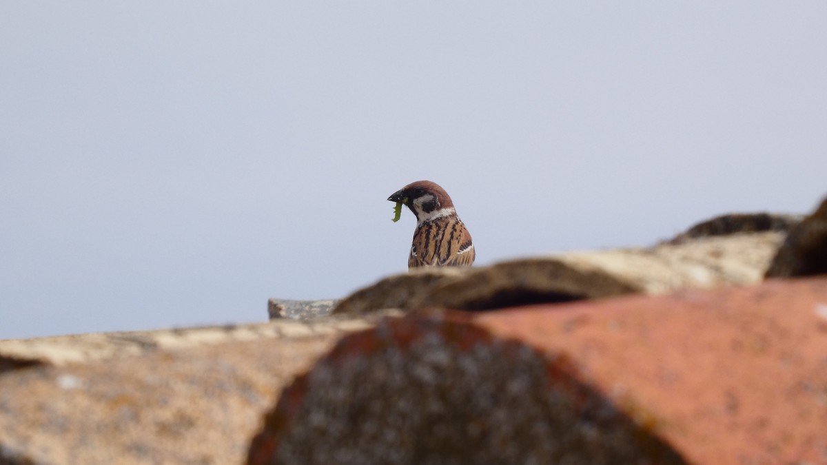 Eurasian Tree Sparrow - ML618776498