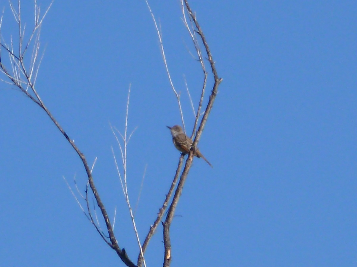 Brown-crested Flycatcher - ML618776530