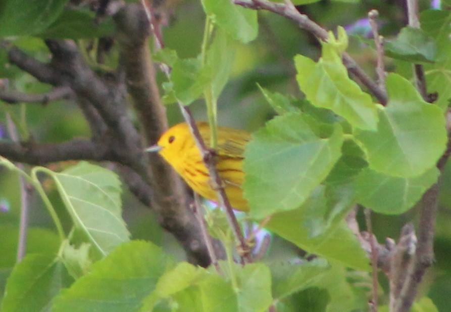 Yellow Warbler - Elain Hotovec