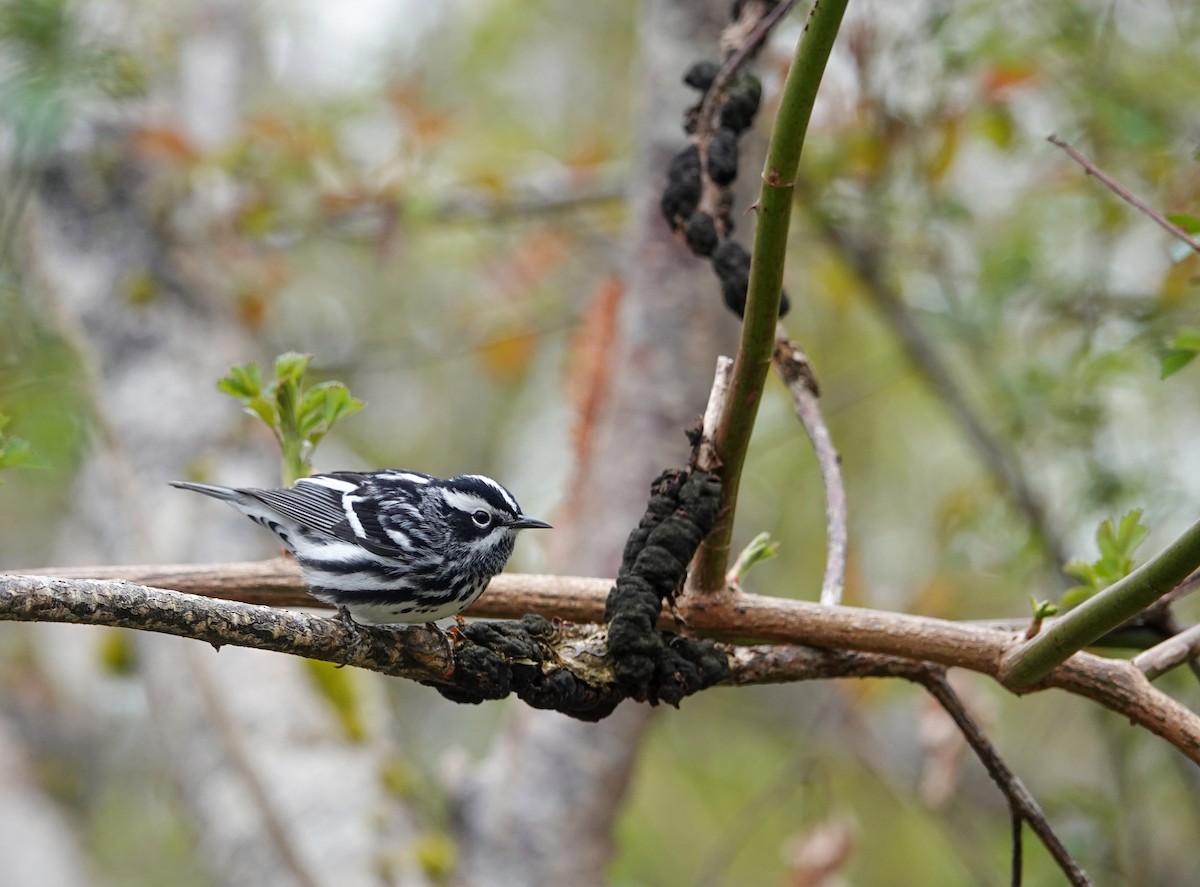 Black-and-white Warbler - ML618776546