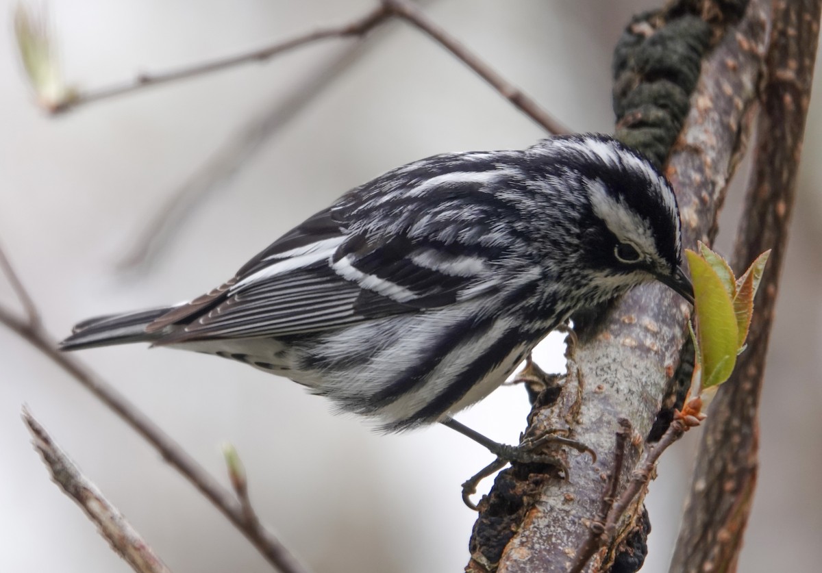 Black-and-white Warbler - ML618776569