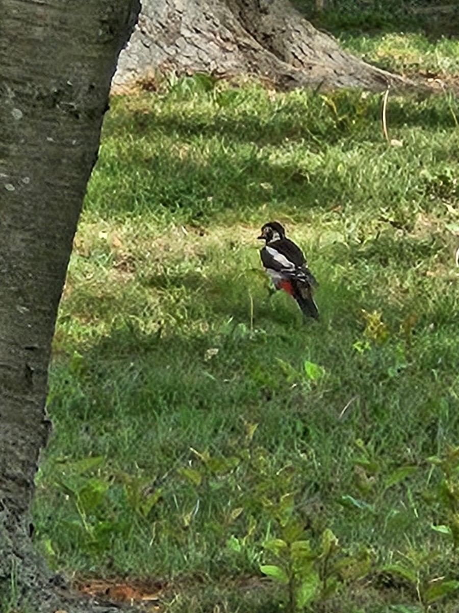 Great Spotted Woodpecker (Great Spotted) - ML618776671