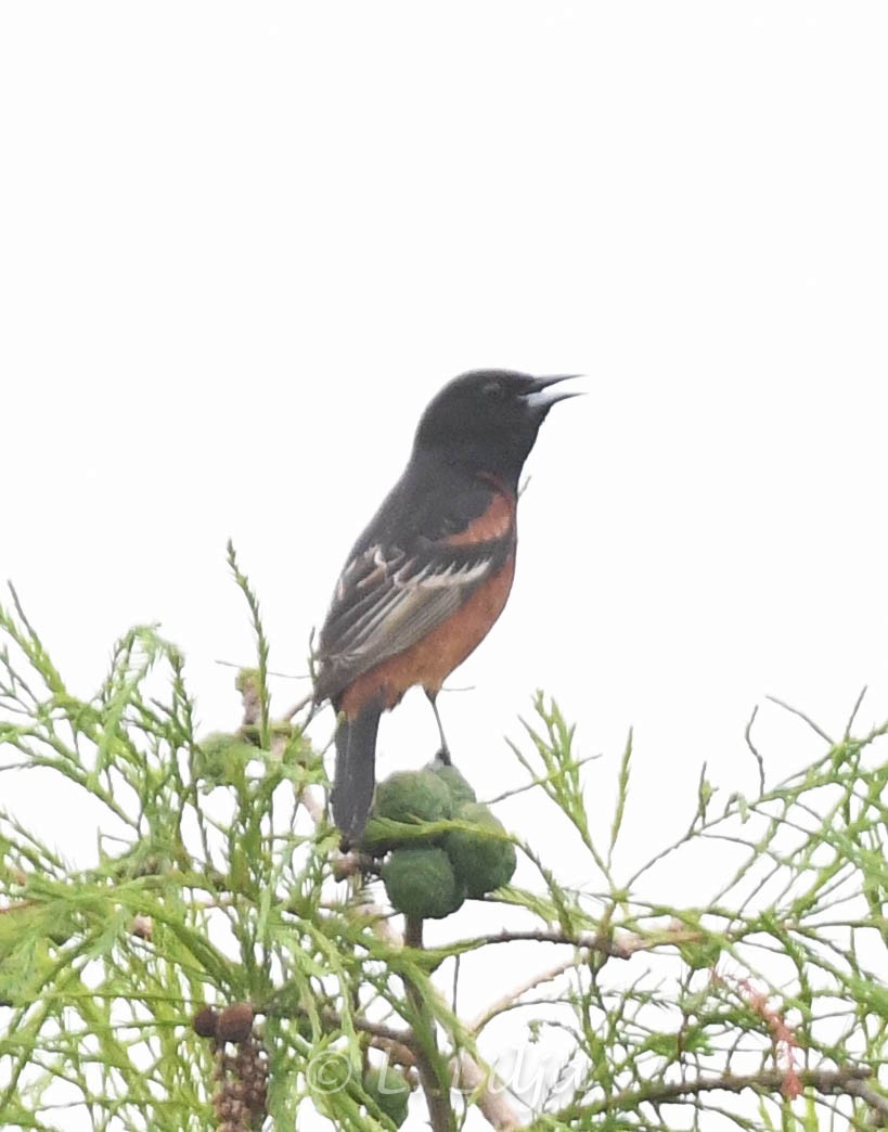 Orchard Oriole - ML618776674