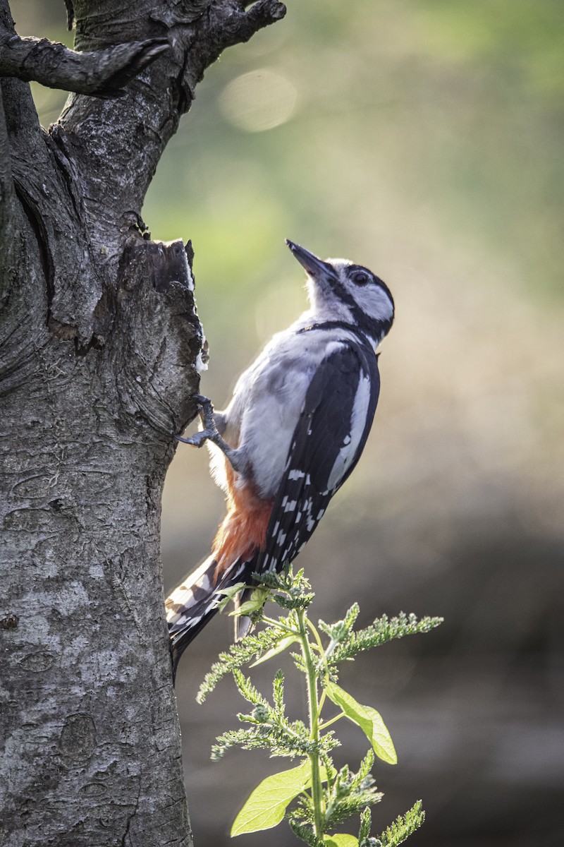 Great Spotted Woodpecker - ML618776685