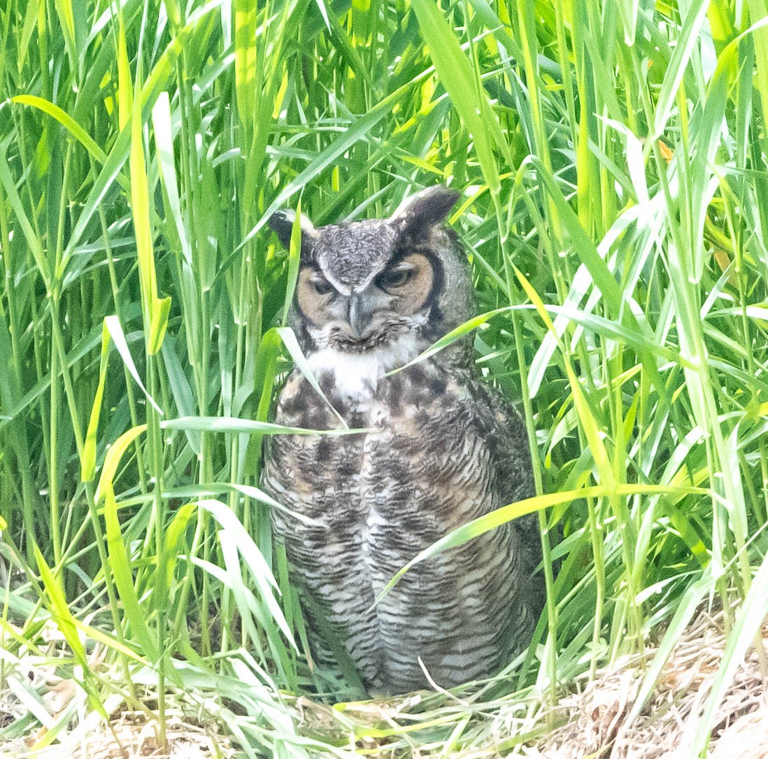 Great Horned Owl - ML618776698