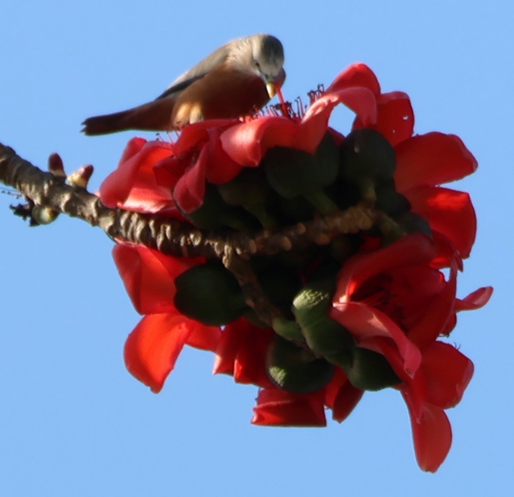 Chestnut-tailed Starling - Ayan Kanti Chakraborty