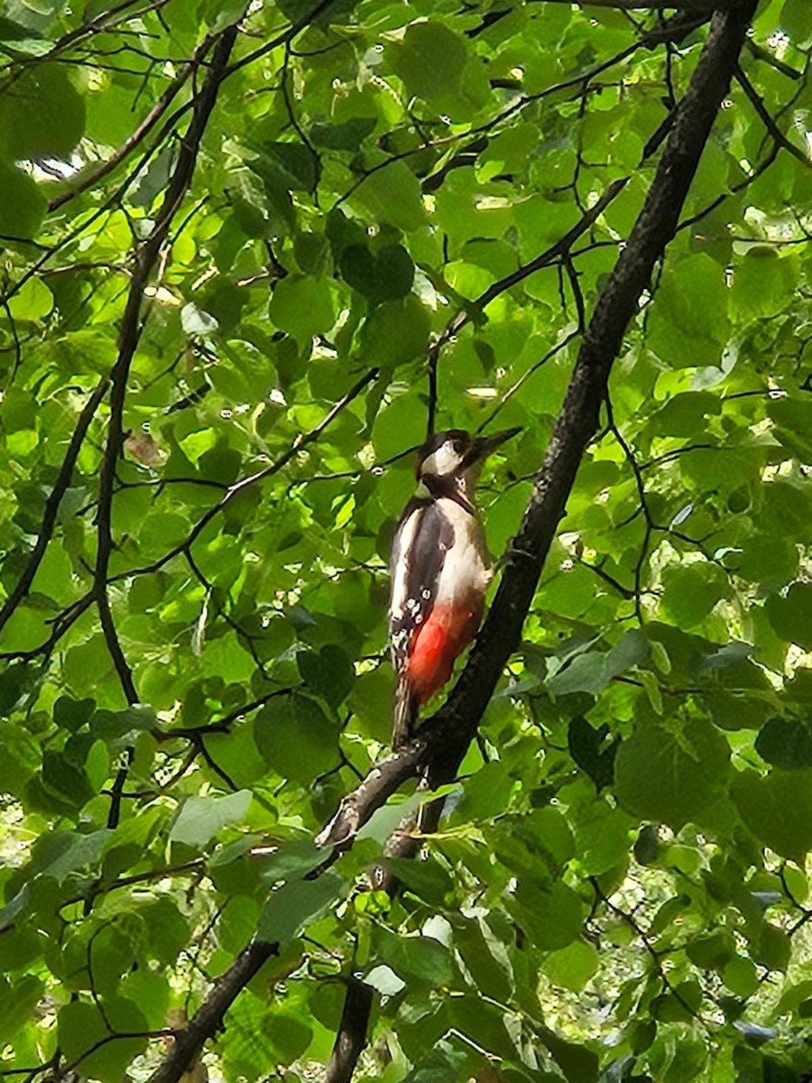 Great Spotted Woodpecker (Great Spotted) - ML618776721