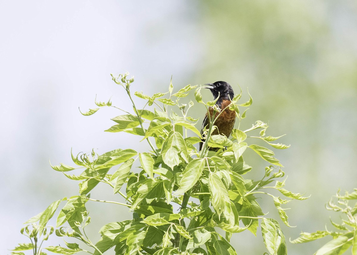 Orchard Oriole - ML618776722