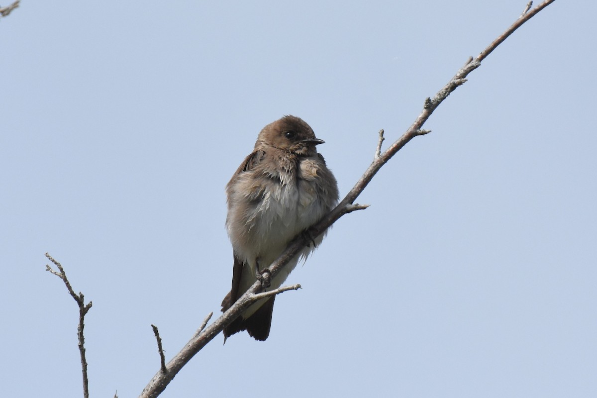 Northern Rough-winged Swallow - ML618776777