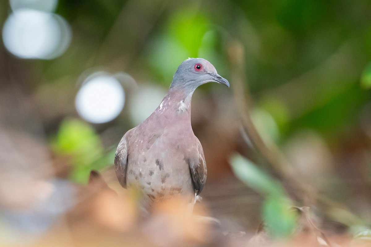 Pale-vented Pigeon - ML618776822