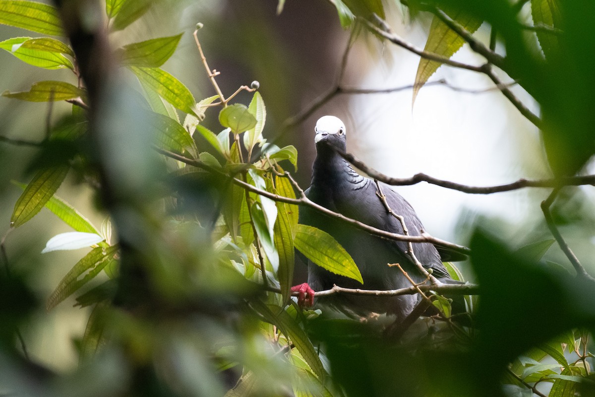 White-crowned Pigeon - ML618776831