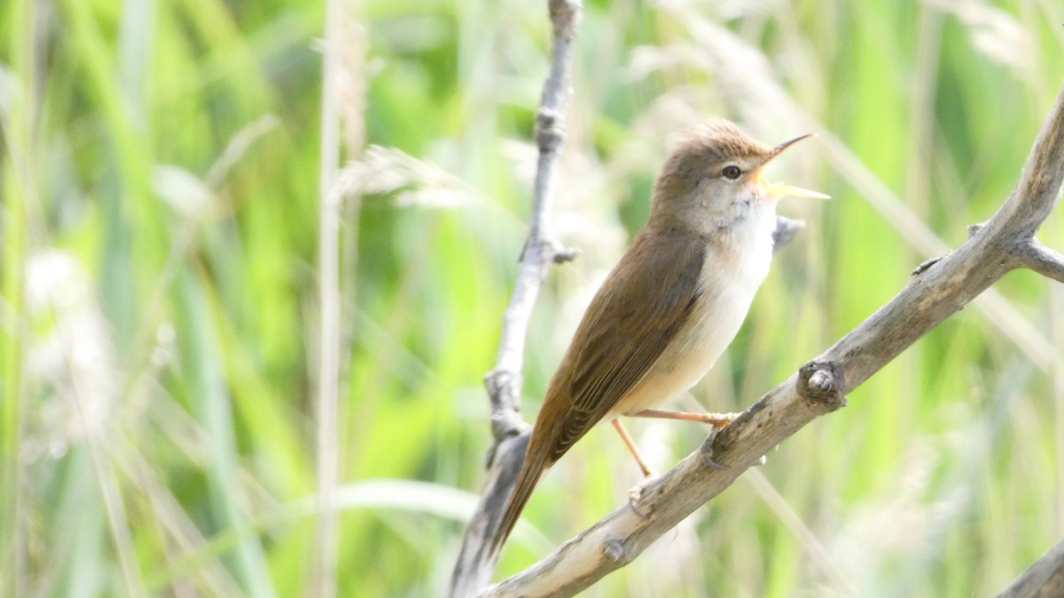 Common Reed Warbler - ML618776843