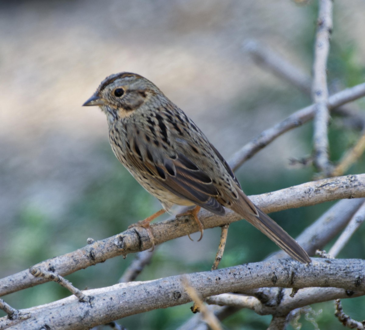 Lincoln's Sparrow - Leslie Holzmann