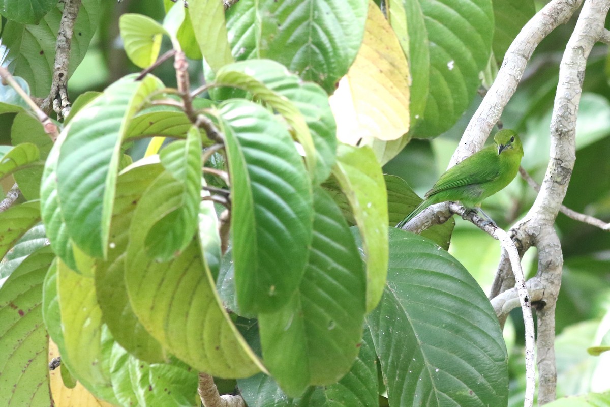 Lesser Green Leafbird - ML618776892