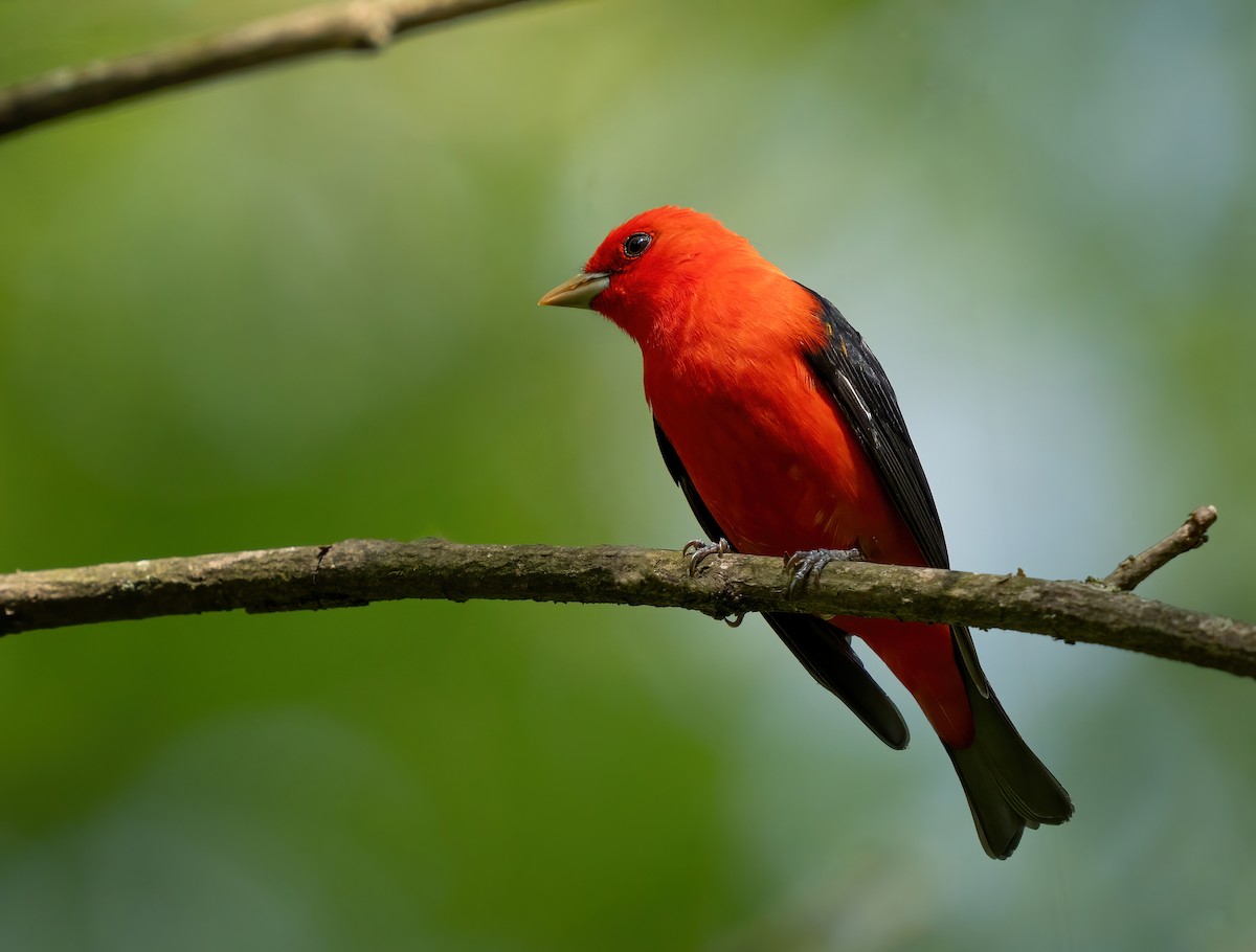 Scarlet Tanager - ML618776895