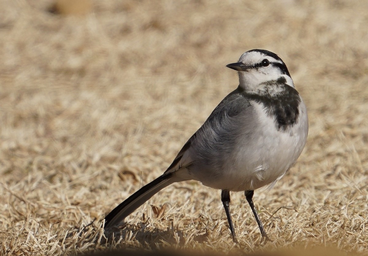 White Wagtail (Black-backed) - ML618776898