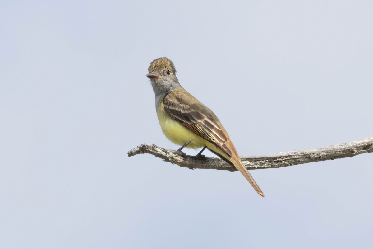 Great Crested Flycatcher - ML618776922