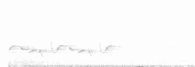 Поплітник каролінський - ML618776924