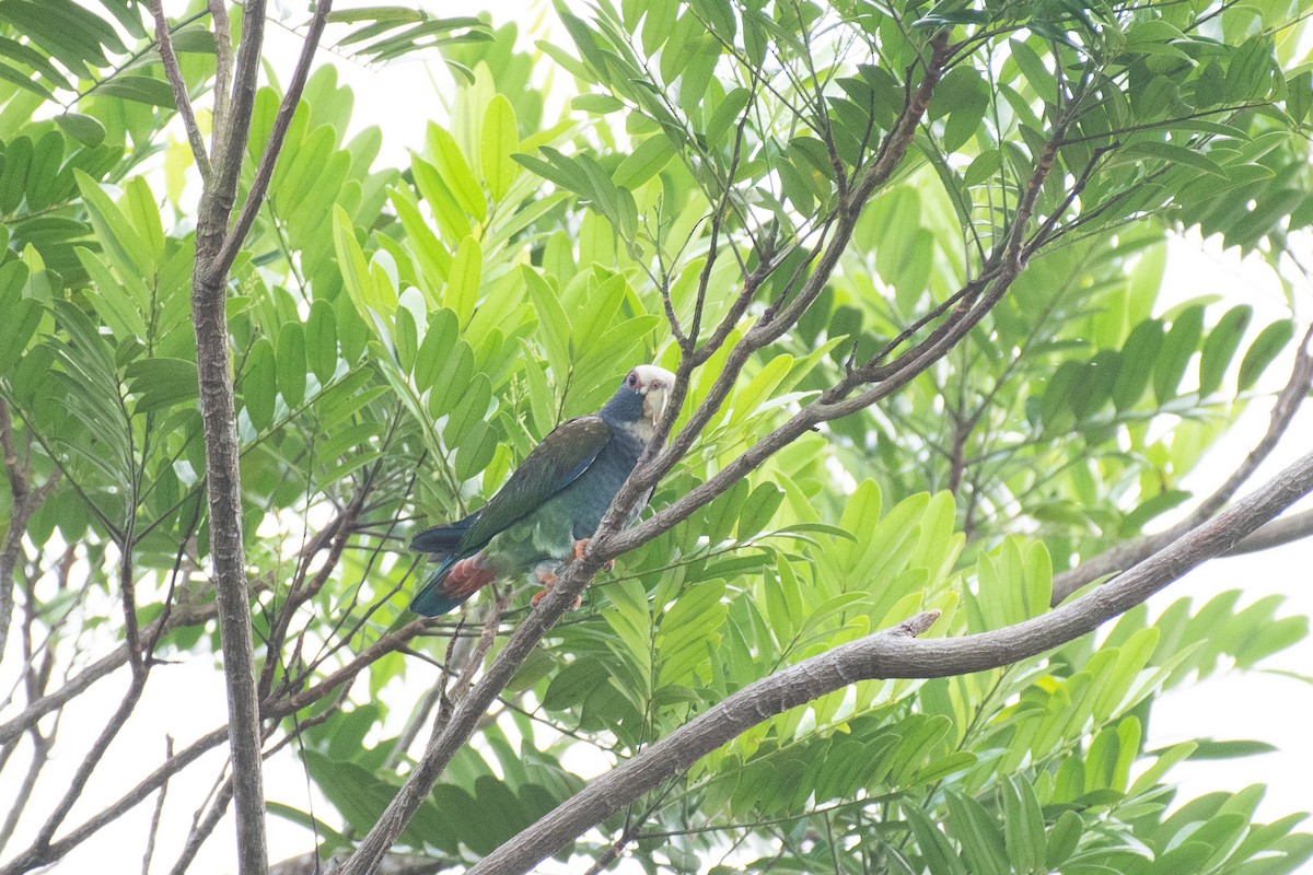 White-crowned Parrot - ML618776968