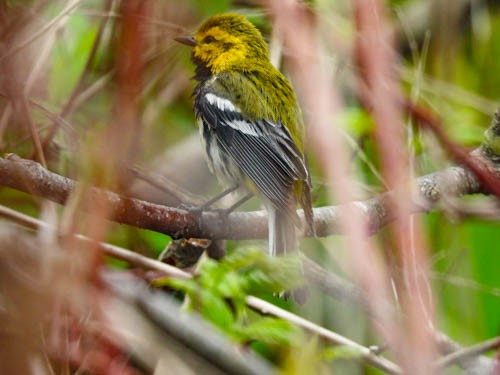 Black-throated Green Warbler - Julie Perrin