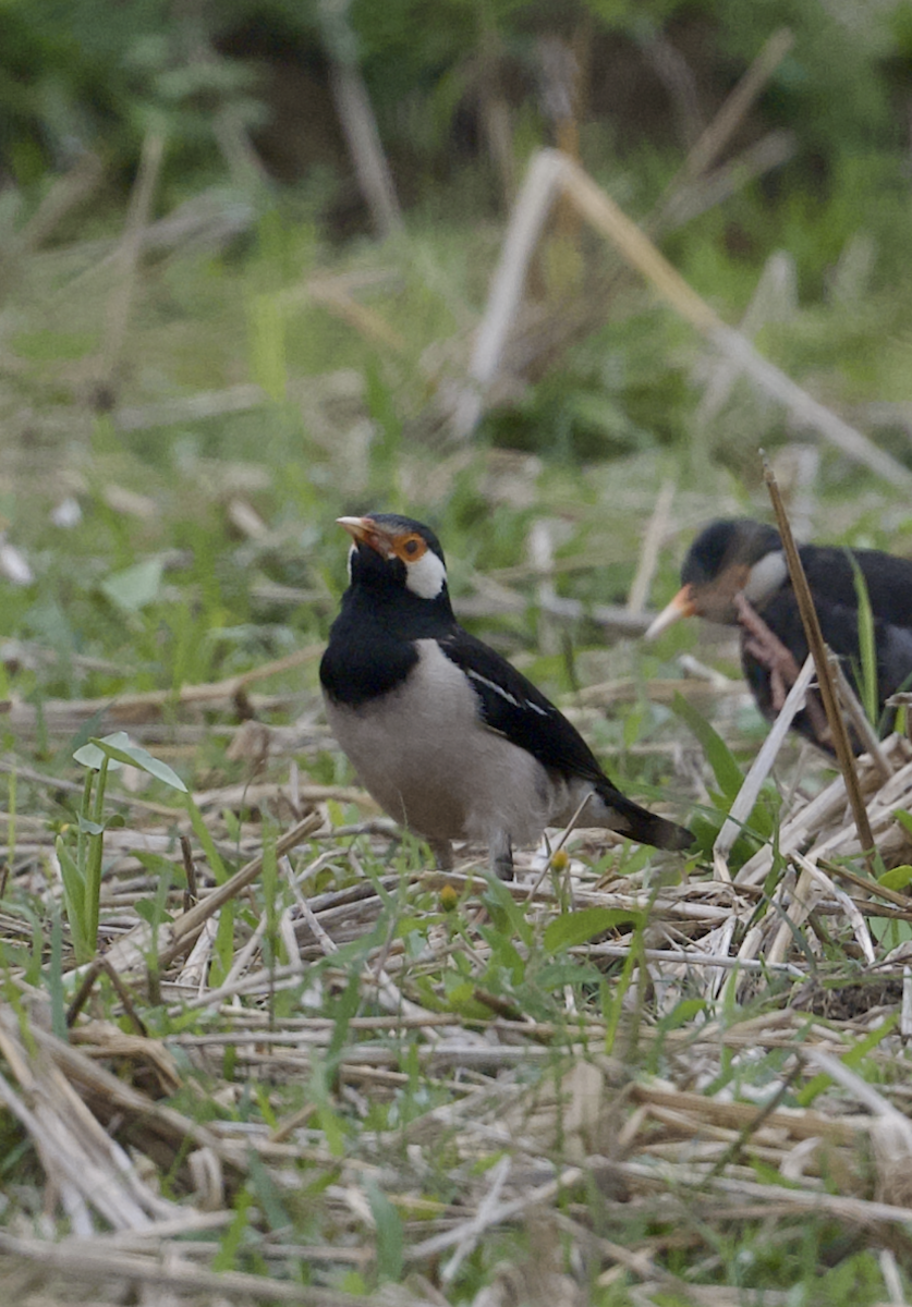 Indian Pied Starling - ML618776981