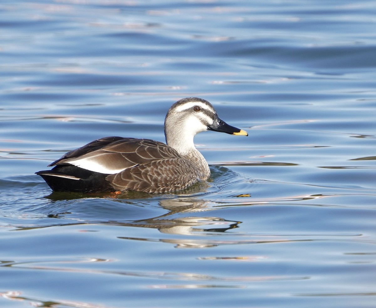 Eastern Spot-billed Duck - ML618776999