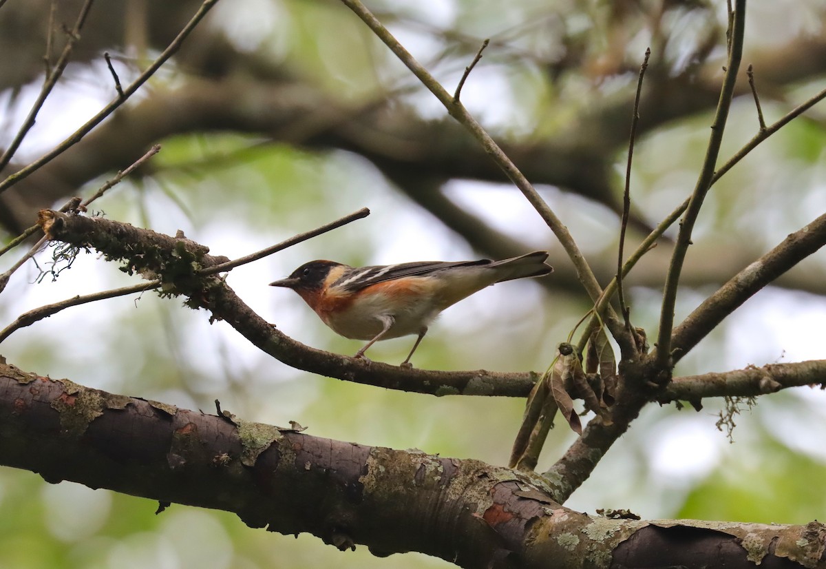 Bay-breasted Warbler - ML618777002