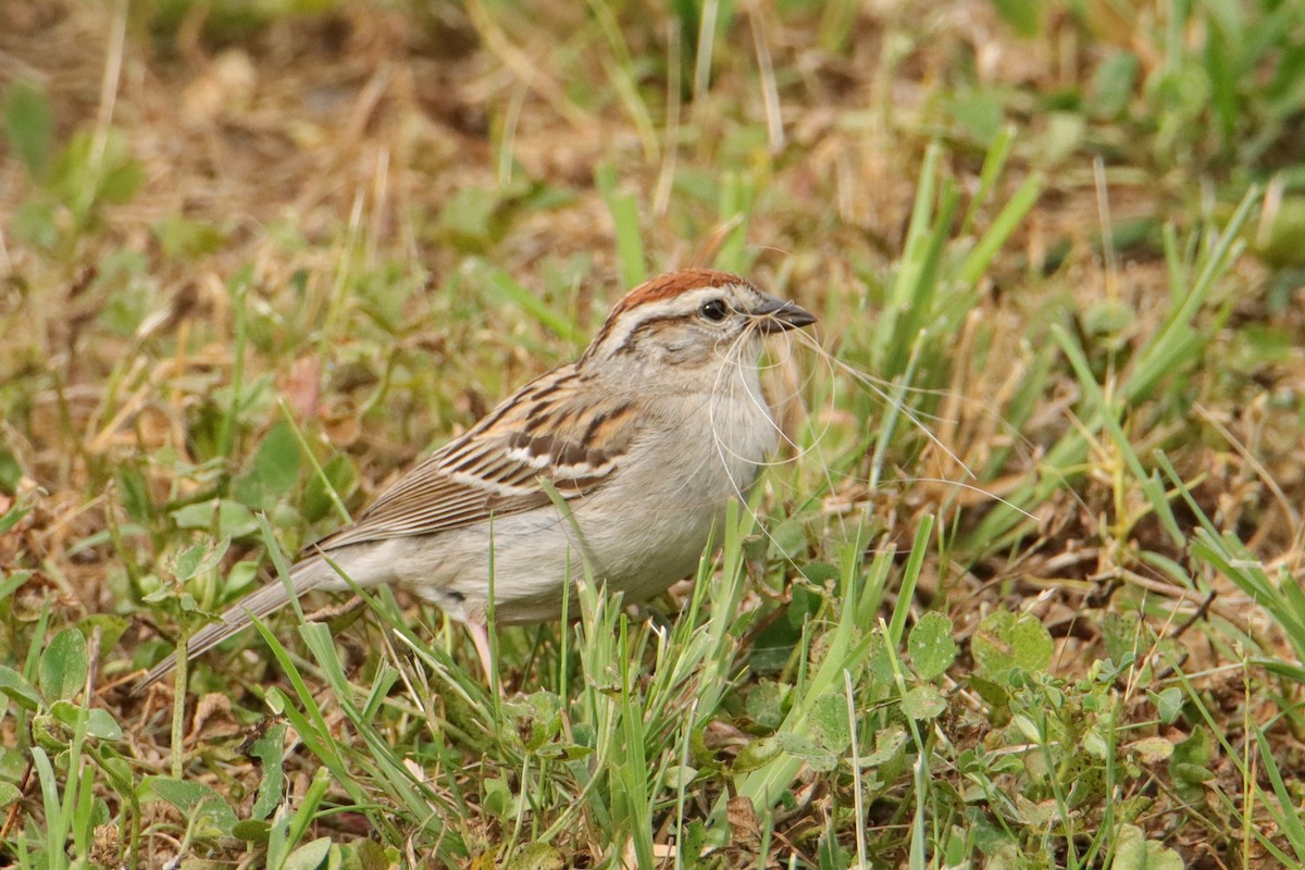 Chipping Sparrow - ML618777065