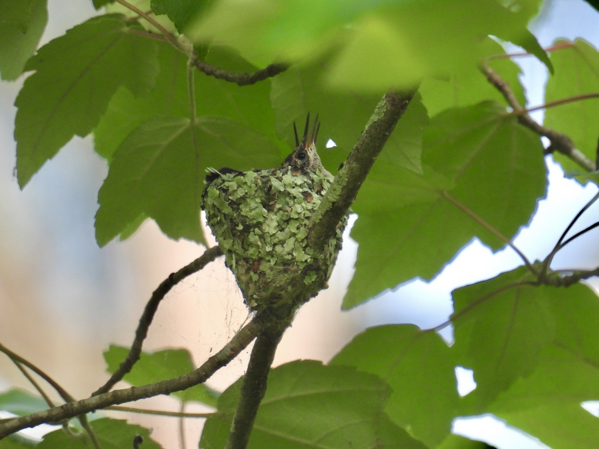 Ruby-throated Hummingbird - L LeBlanc