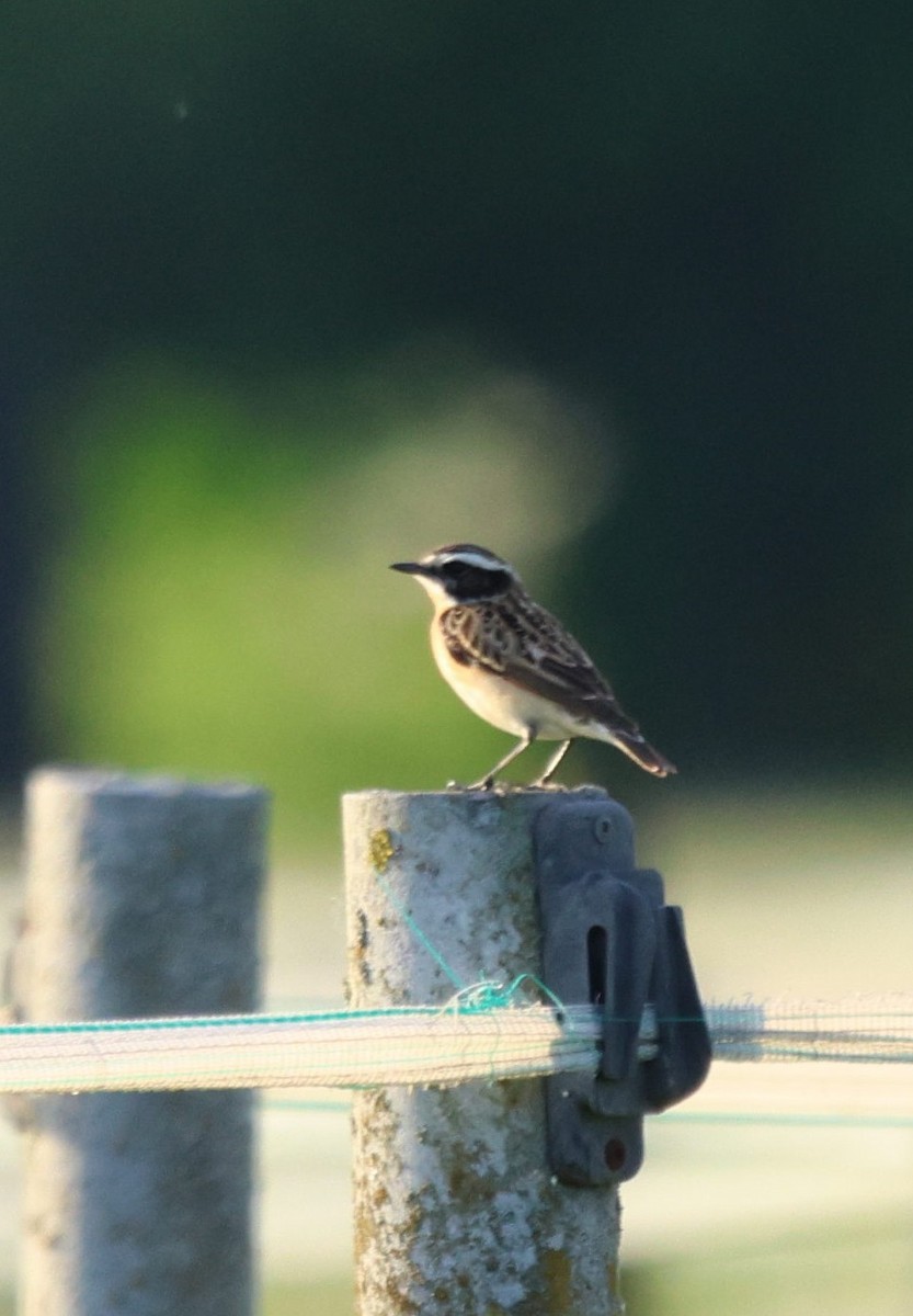 Whinchat - Florian Günther