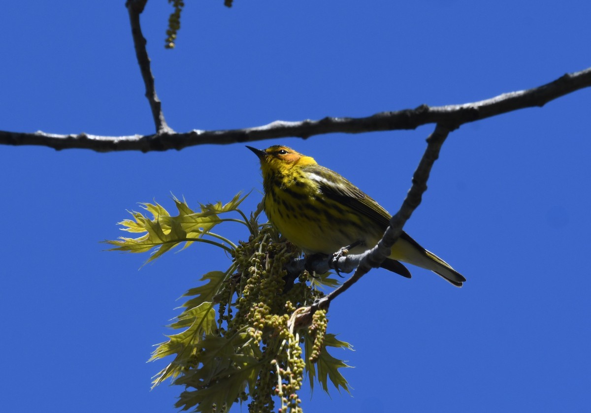 Cape May Warbler - ML618777109