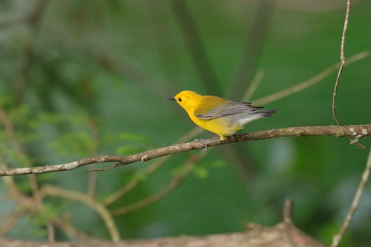 Prothonotary Warbler - ML618777115
